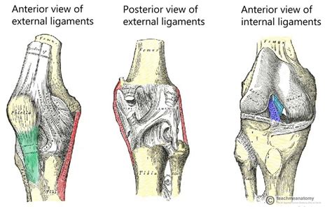 Knee joint: anatomy, ligaments and movements .